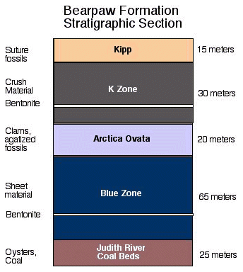 Bearpaw Formation stratigraphic section